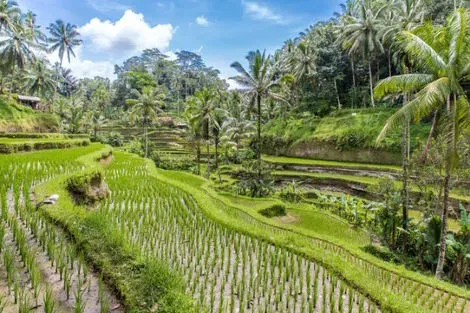 vol+hotel Combiné COMBINE JUNGLE ET SABLE DE BALI 4* Bali Denpasar