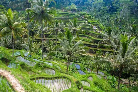 vol+hotel Combiné COMBINÉ UBUD EN ROUE LIBRE & SÉJOUR DE 3 NUITS AU NAYA COLLECTION SOL BY MÉLIA 5* Bali Denpasar