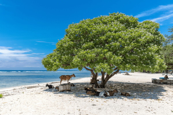 Bali : Combiné hôtels Jungle, île de Gili et Sable de Bali