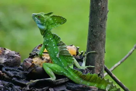 Costa Rica : Combiné circuit et hôtel Entre Jungles et Forêts du Costa Rica (petit groupe) + extension Playa Tamarindo
