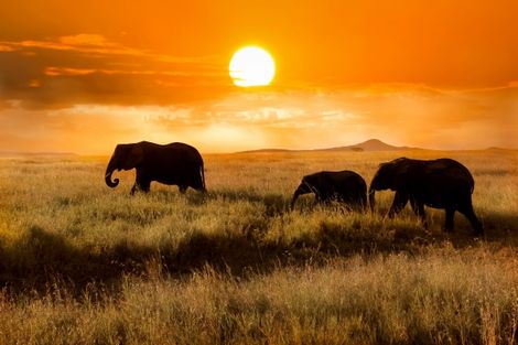 Kenya-Mombasa, Séjour Mombasa et Safari Tsavo/Amboseli (3 nuits safari)