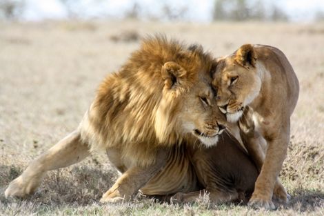 Kenya-Mombasa, Séjour Mombasa et Safaris Tsavo Est/Ouest (2 nuits safari)