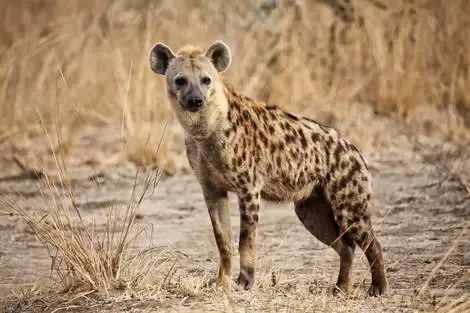 Combiné Diamonds Malindi 5* avec 2 nuits safari Tsavo Est et Tsavo Ouest Kenya Mombasa
