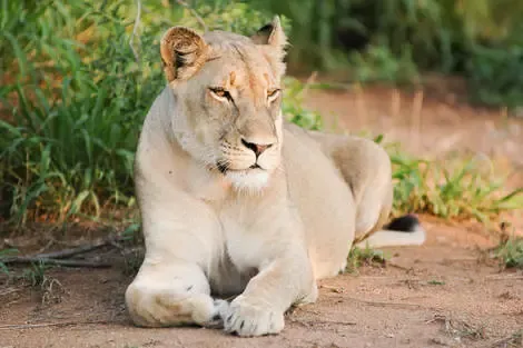 Kenya : Combiné circuit et hôtel Diamonds Malindi 5* avec 3 nuits safari Tsavo Est/Ouest et Amboseli