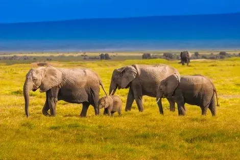 vol+hotel Combiné Diamonds Malindi 5* avec 1 nuit de safari à Tsavo Est Kenya Mombasa