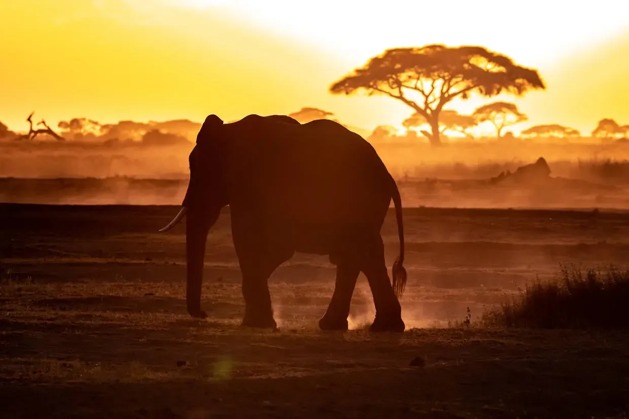 Kenya : Combiné circuit et hôtel Hôtel Neptune Palm Beach Boutique Resort & Spa 4*sup avec 3 nuits Tsavo Est / Ouest et Amboseli