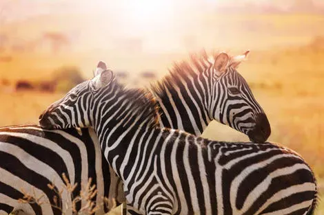 vol+hotel Combiné Jacaranda Indian Ocean Beach Resort 4* avec 1 nuit Tsavo Est Kenya Mombasa