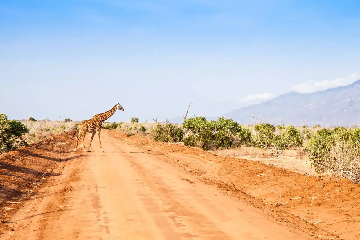 Kenya : Combiné circuit et hôtel Jumbo Resort Watamu 4* avec 2 nuits Tsavo est/Ouest