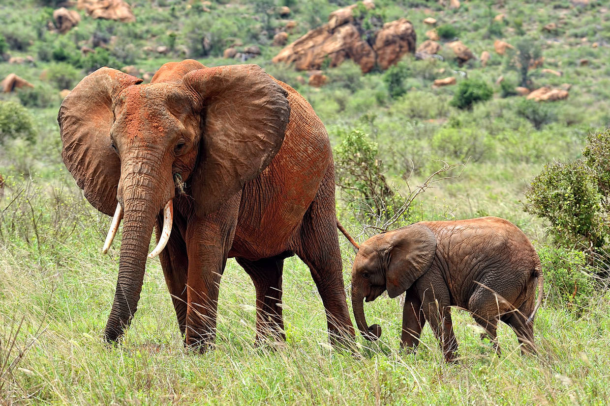 Kenya : Combiné circuit et hôtel Neptune Paradise Beach Resort & Spa 4* avec 2 nuits Tsavo Est / Ouest
