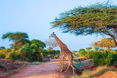 Kenya : Combiné circuit et hôtel Neptune Village 4* avec 2 nuits Tsavo Est / Ouest