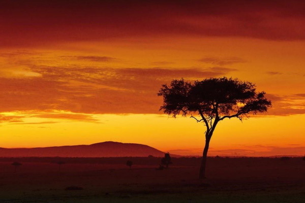 Kenya : Combiné hôtels Ôclub Experience Sun Palm Beach Hotel & Resort 4* + Safari 1 nuit dans le parc national de Tsavo