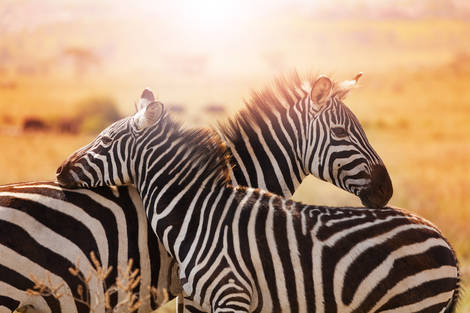 Kenya : Combiné circuit et hôtel Papillon Lagoon Reef 3* avec 3 nuits Tsavo est/Ouest et Amboséli