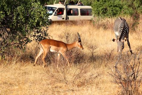 Kenya : Combiné circuit et hôtel Visiwa Beach Resort 5* avec 1 nuit Tsavo Est