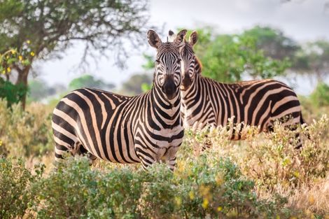 Kenya-Mombasa, Séjour Mombasa et Safari Tsavo (1 nuit safari)
