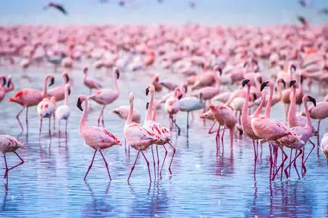 Kenya : Combiné circuit et hôtel Safari Express, lacs et savane du Kenya (circuit privatif) + extension au Neptune Paradise Beach Resort & Spa