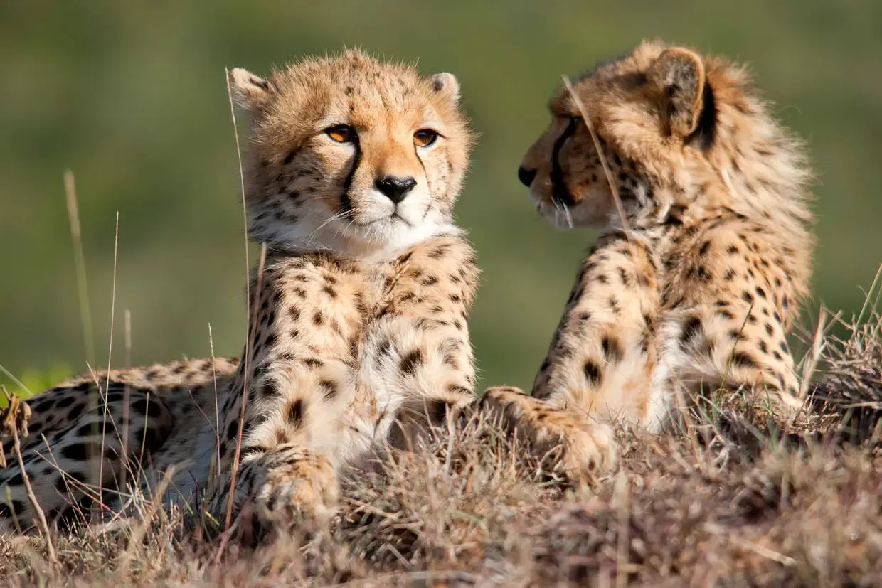 Kenya : Combiné circuit et hôtel Safari Masai Mara (6 nuits) + extension au Neptune Paradise Beach Resort & Spa