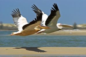 Senegal-Dakar, Combiné circuit et hôtel Plages, Culture & Traditions avec extension au Phenix 3*