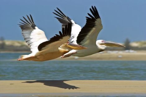 Senegal-Dakar, Combiné circuit et hôtel Plages, Culture & Traditions avec extension au Phenix 3*