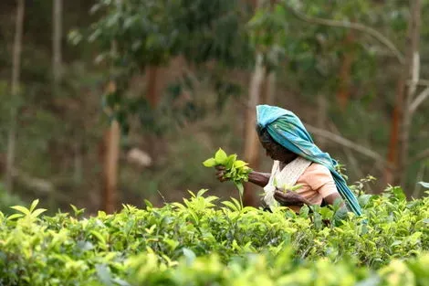 Sri Lanka : Circuit Découverte du Sri Lanka 4* & extension à l'hôtel Maalu Maalu Resort