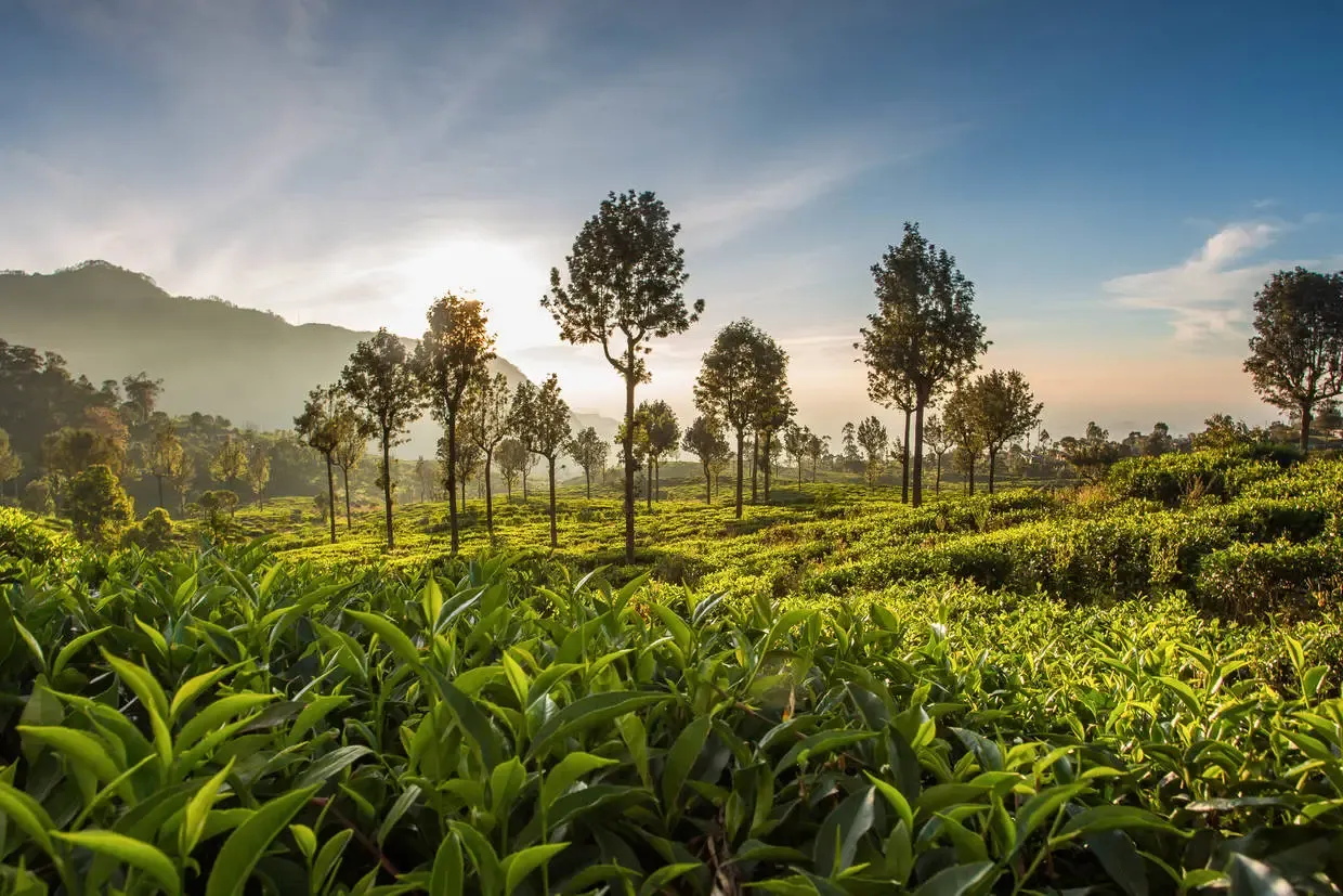 Sri Lanka : Combiné circuit et hôtel Intense Sri Lanka (privatif) & plage au Framissima Evasion Heritance Ahungalla
