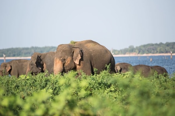 Sri Lanka : Circuit L'Île Merveilleuse 4* & extension à l'hôtel Maalu Maalu Resort