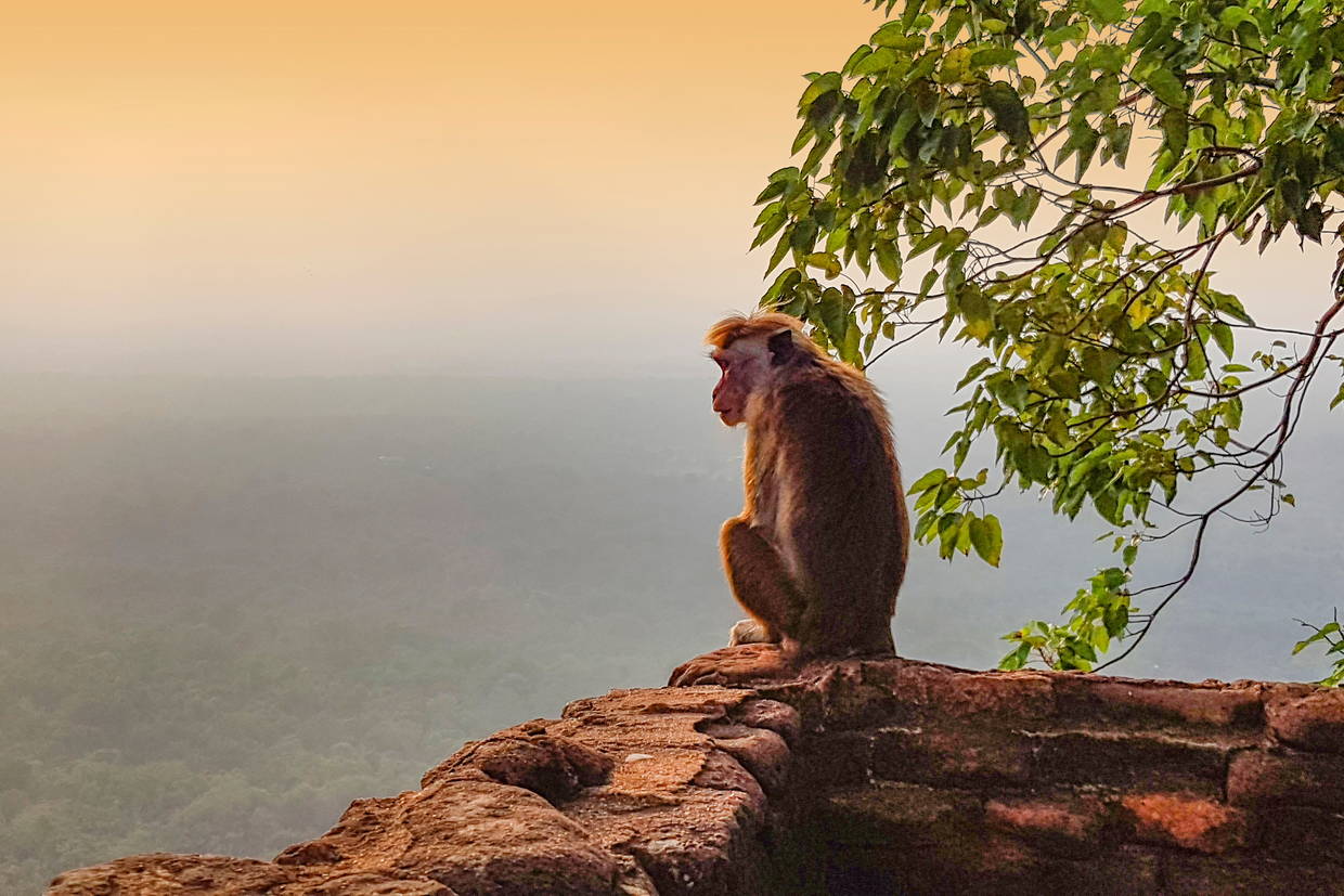 Sri Lanka : Combiné circuit et hôtel Simplement Sri Lanka + extension Framissima Heritance Ahungalla