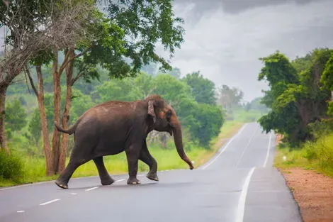 vol+hotel Combiné SPLENDEURS DU SRI LANKA & EXTENSION KALUTARA - Limité à 28 pers. Sri Lanka Colombo