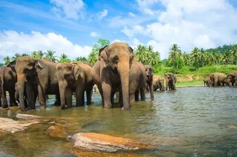 Sri Lanka-Colombo, Combiné circuit et hôtel Sri Lanka Authentique 3* et Extension balnéaire