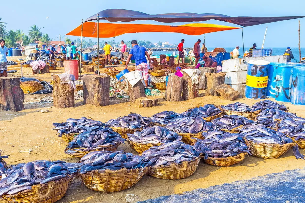 Sri Lanka : Combiné circuit et hôtel Authentique Sri Lanka 3* & extension Maldives au Fram Sélection Brennia Kottefaru