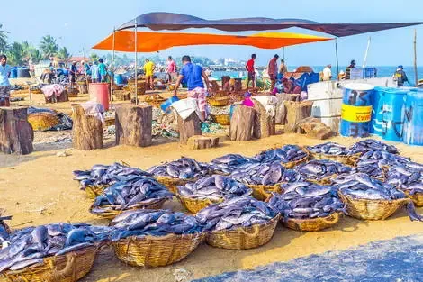 Sri Lanka : Combiné circuit et hôtel Authentique Sri Lanka 3* & extension Maldives au Fram Sélection Brennia Kottefaru