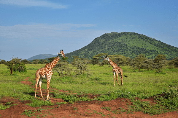 Tanzanie : Combiné circuit et hôtel Des Lodges de Tanzanie à l'Archipel de Zanzibar, plage de Matemwe