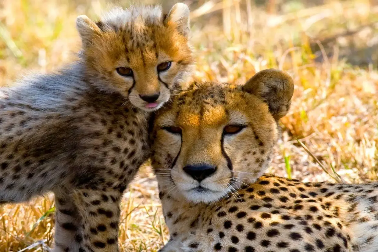 Tanzanie : Combiné circuit et hôtel Framissima Evasion Voi Kiwengwa Resort 4* avec 2 nuits au Parc de Selous