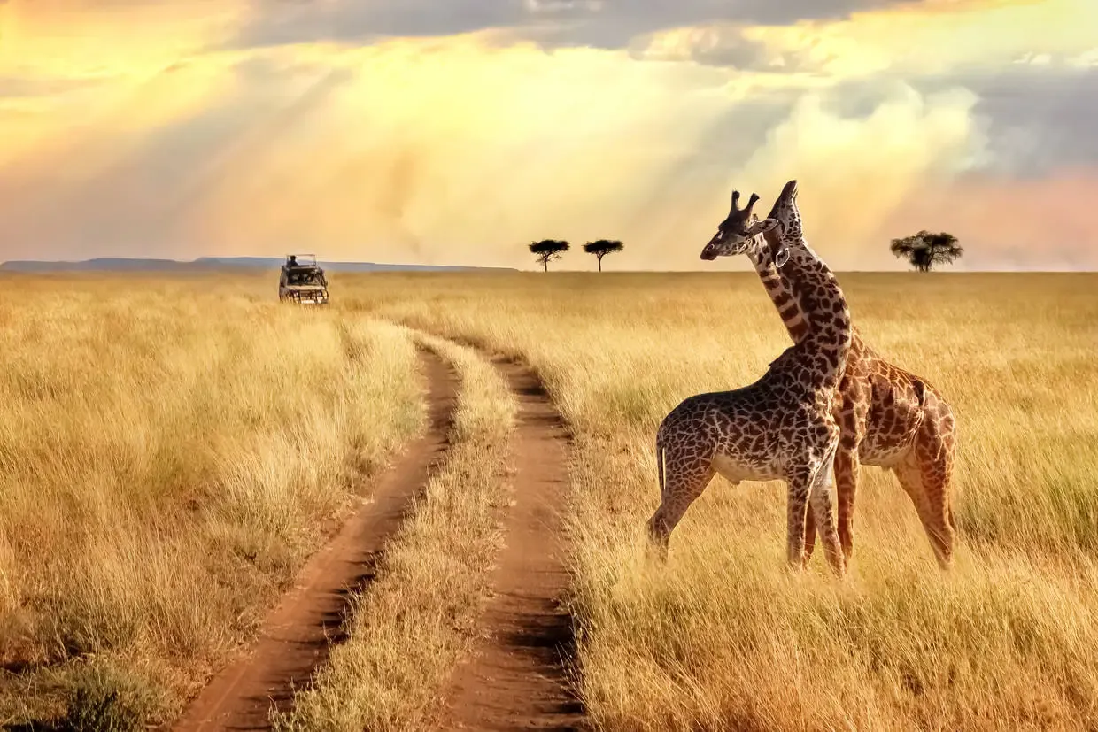 Tanzanie : Combiné circuit et hôtel Framissima Paje Palms Beach Resort 4* avec 1 nuit au Parc de Saadani