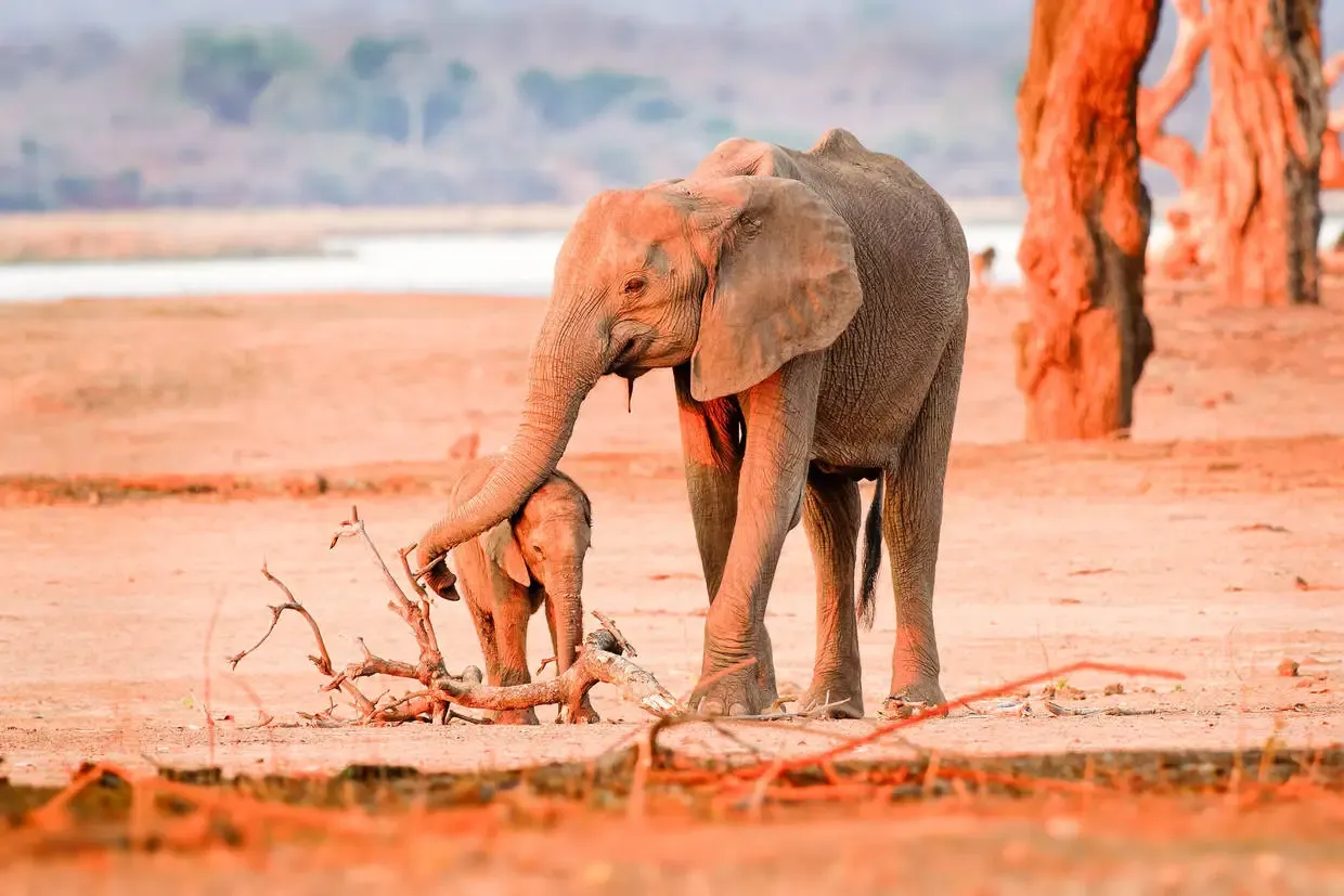 Tanzanie : Combiné circuit et hôtel Neptune Pwani Beach Resort & Spa 5* avec 2 nuits au parc de Selous