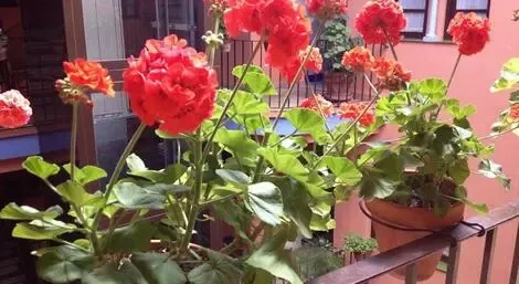 vol+hotel Sejour Patio De La Alameda 3* Espagne Seville