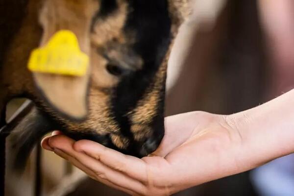 France : Camping Ferme Pédagogique de Prunay