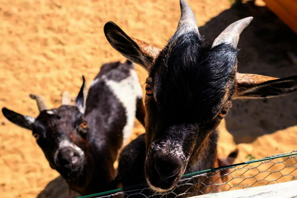 France : Camping Grand Pré
