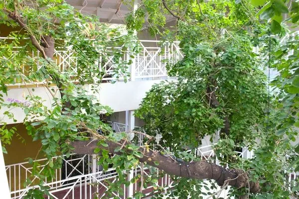 Jamaique : Hôtel Altamont Court Hotel