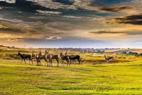 Circuit Safari Dream, Chutes Victoria et Parc Chobe 2026 johannesbourg Afrique Du Sud