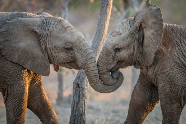 séjour Afrique Du Sud - Circuit Splendeurs du Parc Kruger - Limité à 28 pers.