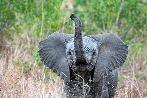 Parc Kruger