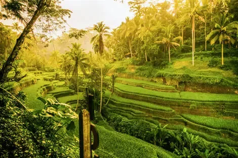 Circuit Rizières d'émeraude et lagons silencieux : Evasion à Bali et Nusa Lembogan denpasar Bali