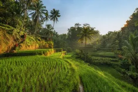 Rizières Ubud