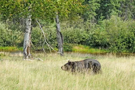 Saint-Félicien (zoo)