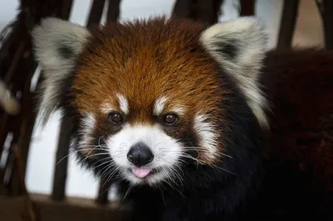 Saint-Félicien (zoo)