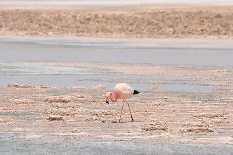 Combiné hôtels Privatif au Chili, Voyage au Coeur de l'Atacama santiago Chili