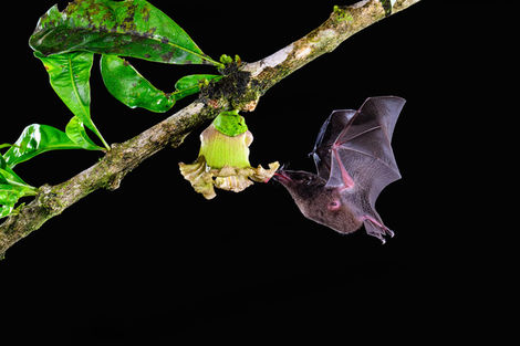 Chauve-souris