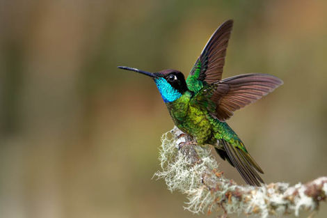 Colibri