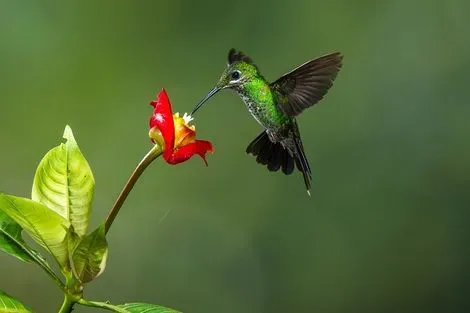 Colibri