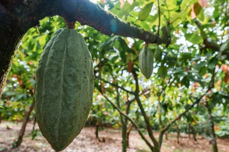 Coopérative de cacao